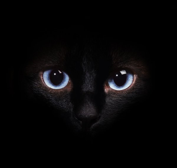 Классные картинки на аву черная кошка (8)