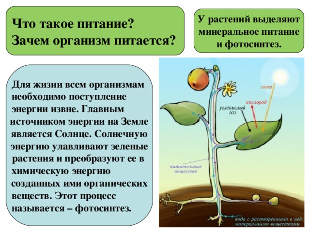 Питательные вещества 3 класс окружающий мир презентация