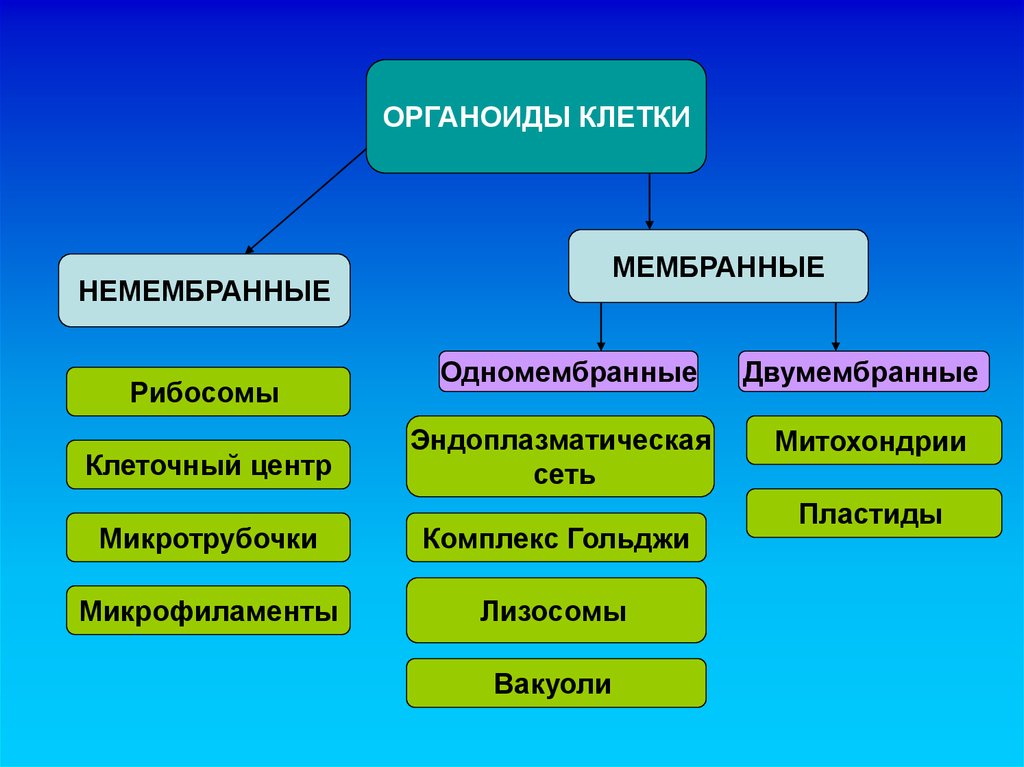 Органоиды клетки схема