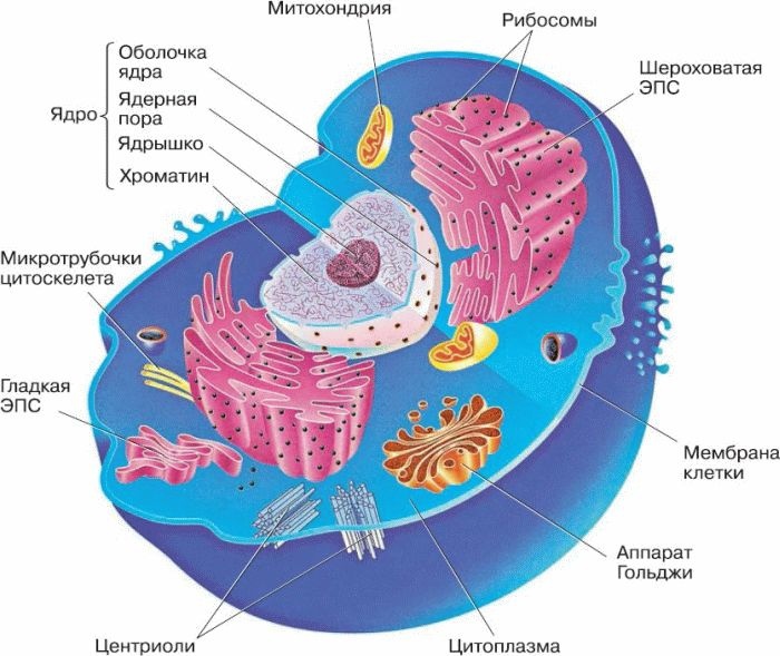 Фото клетки с подписями