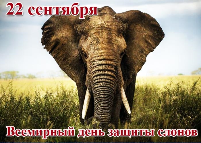 Всемирный день слона 12 августа, праздник - картинки (12)
