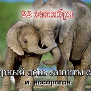Всемирный день слона 12 августа, праздник   картинки (13)