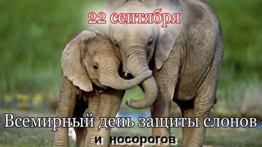 Всемирный день слона 12 августа, праздник   картинки (13)