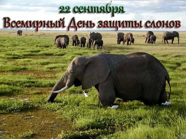 Всемирный день слона 12 августа, праздник   картинки (14)