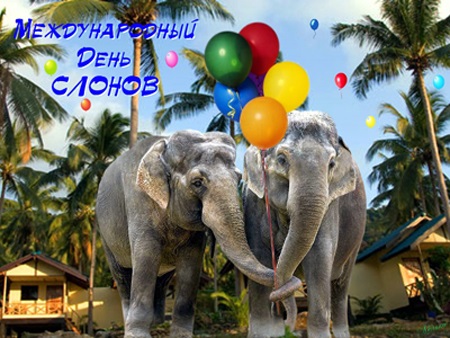 Всемирный день слона 12 августа, праздник   картинки (17)
