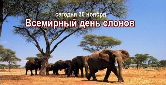 Всемирный день слона 12 августа, праздник - картинки (18)