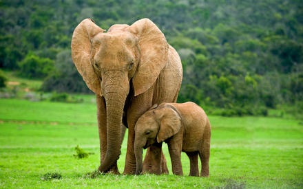 Всемирный день слона 12 августа, праздник - картинки (2)