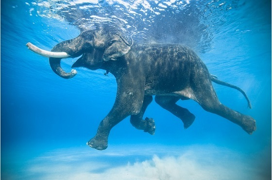 Всемирный день слона 12 августа, праздник   картинки (20)