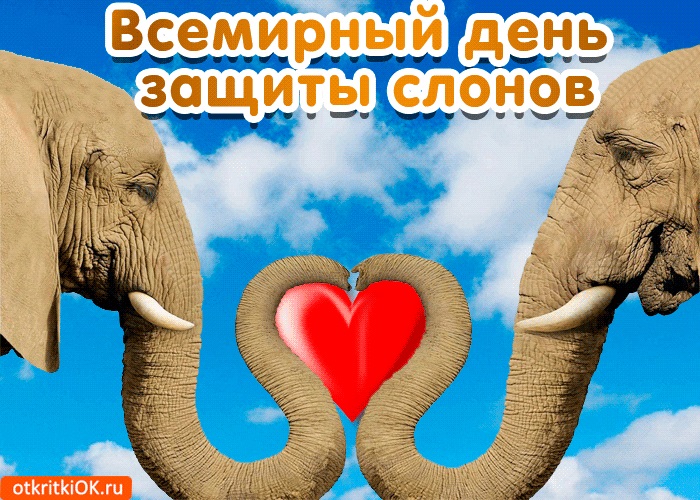Всемирный день слона 12 августа, праздник   картинки (5)