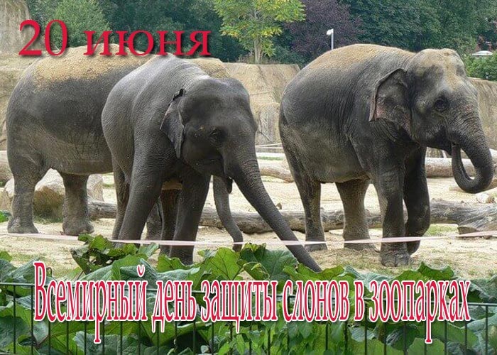 Всемирный день слона 12 августа, праздник - картинки (7)