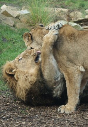 Львица целует льва фото красивые (11)