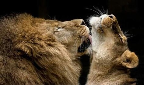 Львица целует льва фото красивые (13)