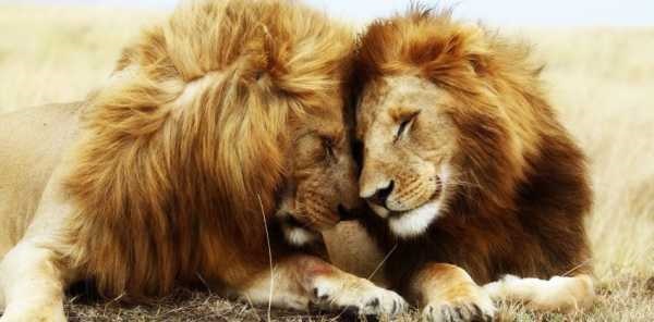 Львица целует льва фото красивые (14)