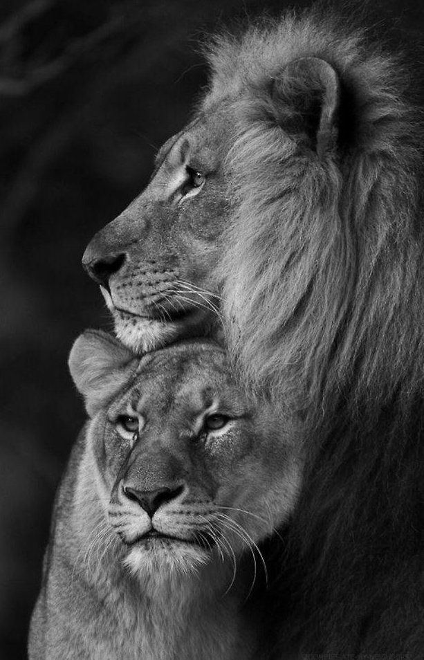 Львица целует льва фото красивые (15)