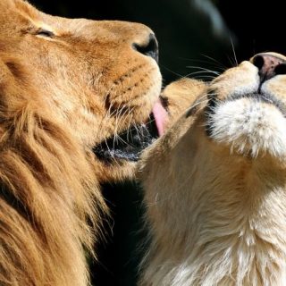 Львица целует льва фото красивые (17)