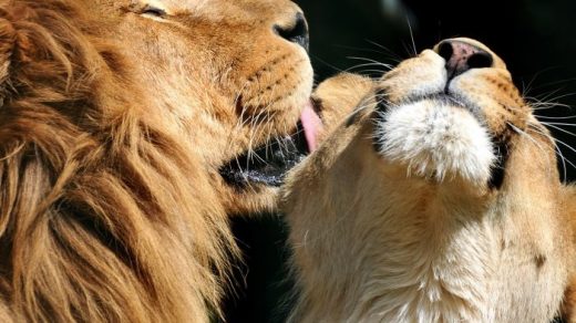 Львица целует льва фото красивые (17)