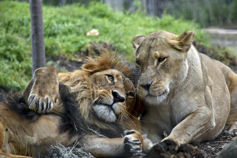 Львица целует льва фото красивые (18)