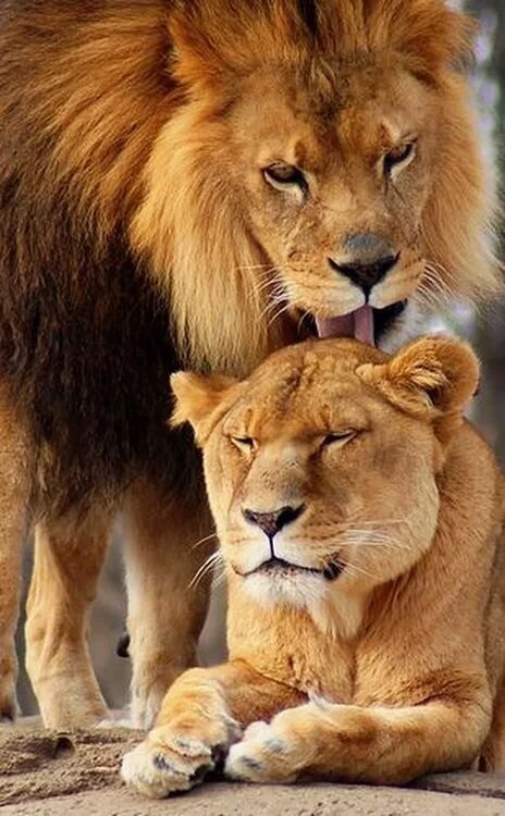 Львица целует льва фото красивые (20)