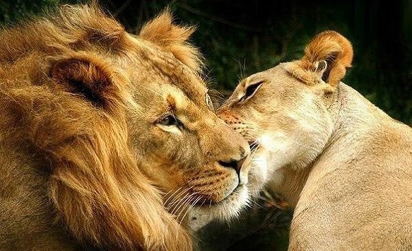 Львица целует льва фото красивые (21)