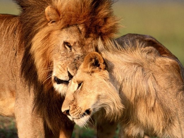 Львица целует льва фото красивые (23)