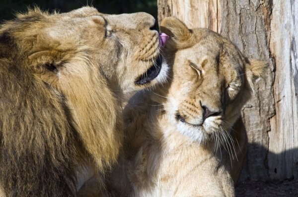 Львица целует льва фото красивые (25)