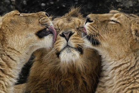 Львица целует льва фото красивые (3)