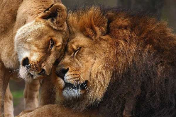 Львица целует льва фото красивые (4)
