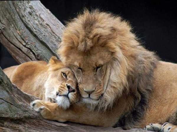 Львица целует льва фото красивые (6)