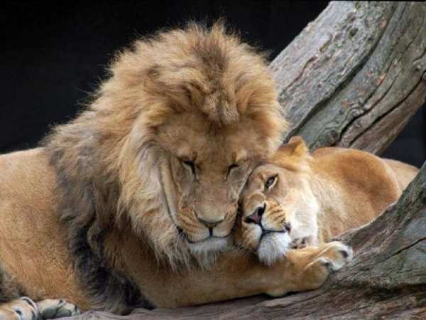 Львица целует льва фото красивые (7)