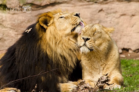 Львица целует льва фото красивые (8)