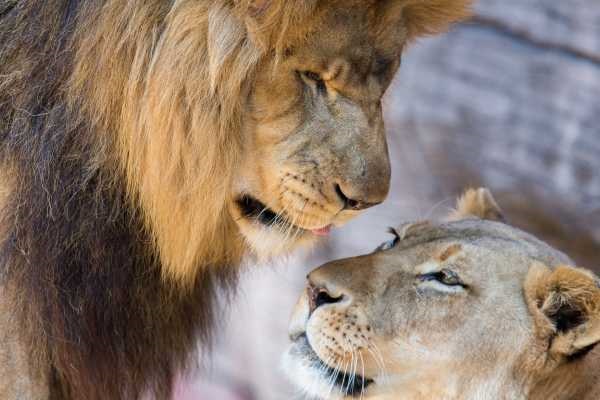 Львица целует льва фото красивые (9)