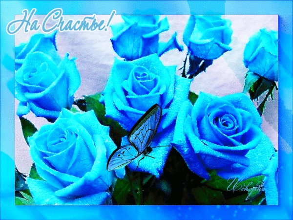С Днем Рождения синие розы - подборка открыток (12)