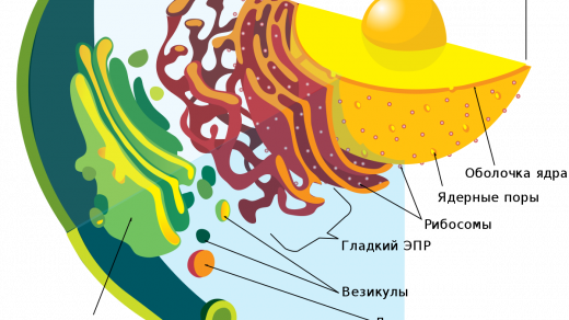 Структура и функции различных клеточных органелл