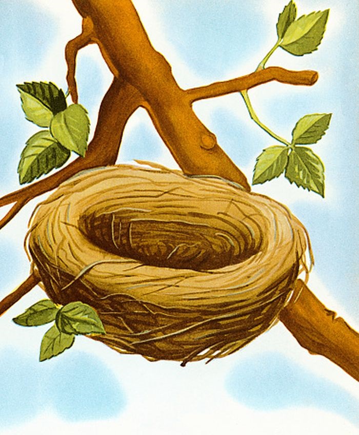 Гнездо на дереве - красивые рисунки для детей (12)