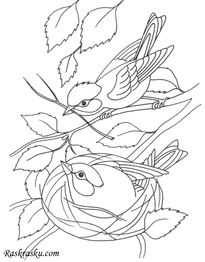 Гнездо на дереве   красивые рисунки для детей (14)