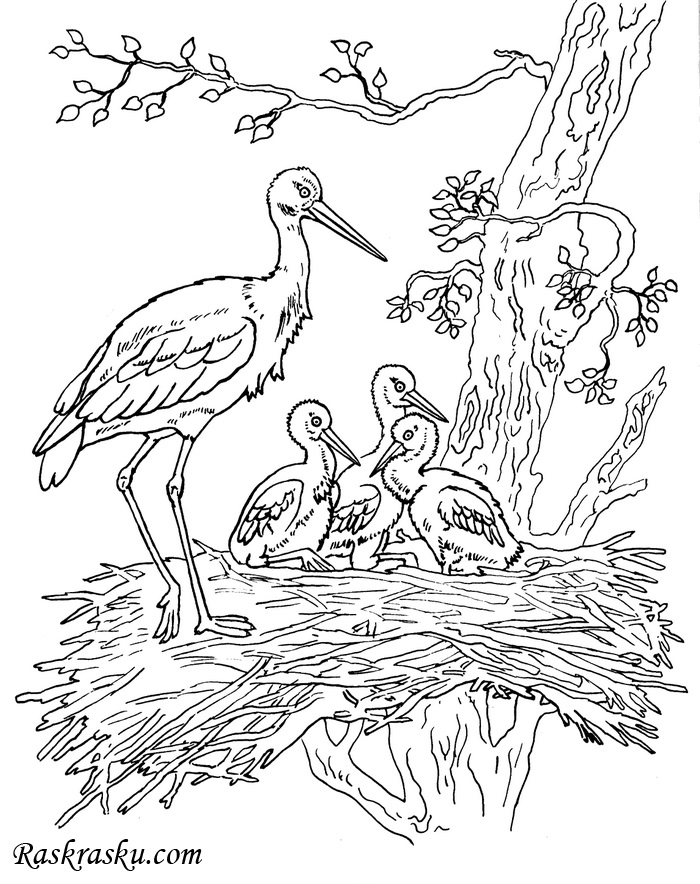 Гнездо на дереве   красивые рисунки для детей (9)