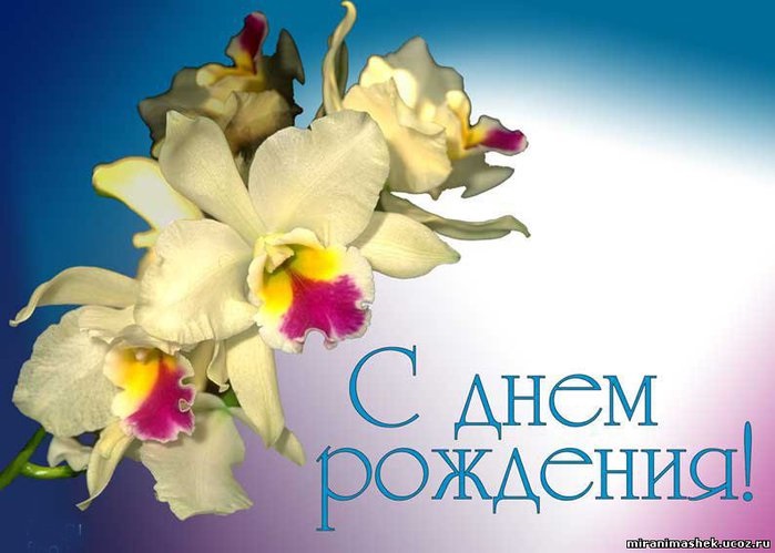 Орхидеи с днем рождения фото и открытки (13)