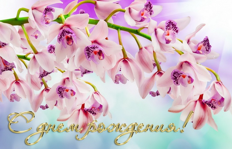 Орхидеи с днем рождения фото и открытки (3)