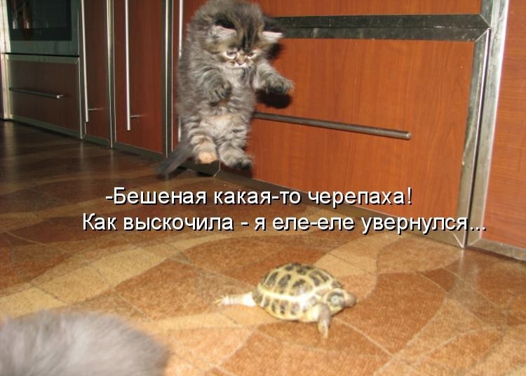 Фото с котятами и с надписями