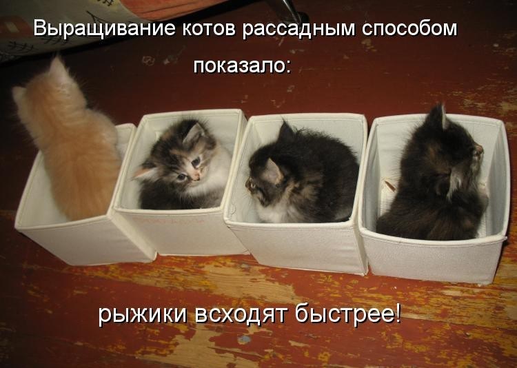 Фото с котятами и с надписями