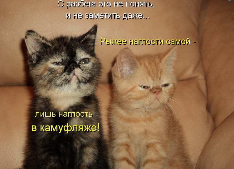 Фото с котятами и с надписями