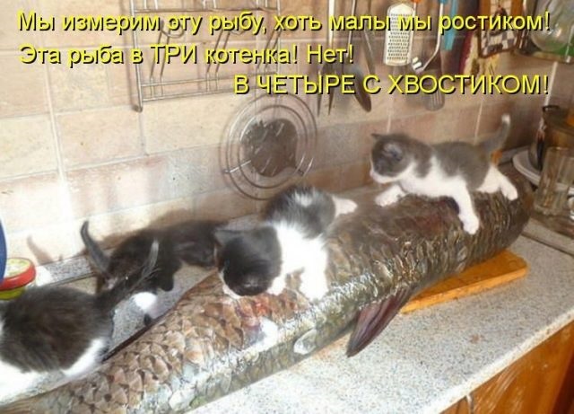 Фото котята милые с надписями - подборка новая за 2021 год (15)
