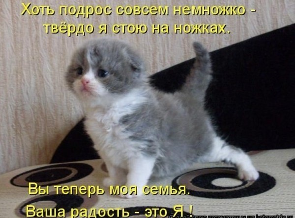 Фото котята милые с надписями - подборка новая за 2021 год (22)