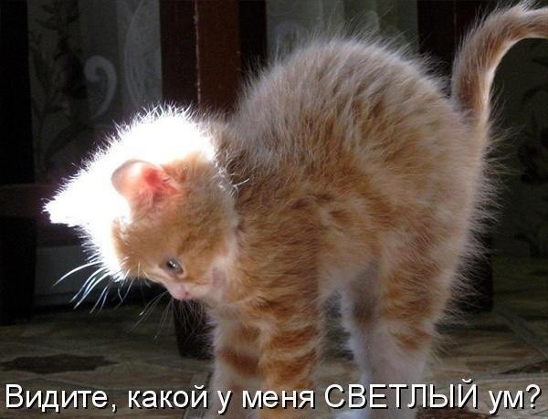 Фото котята милые с надписями - подборка новая за 2021 год (28)