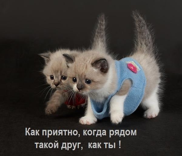 Фото котята милые с надписями - подборка новая за 2021 год (3)