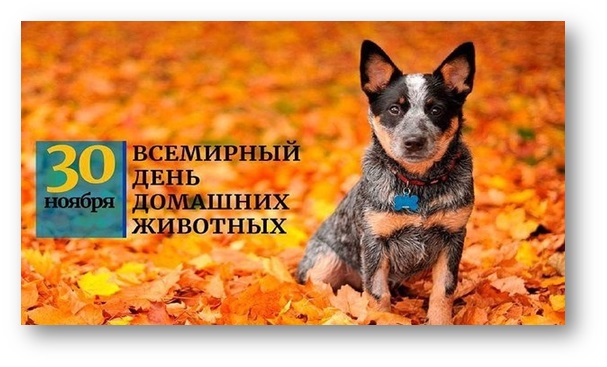 Всемирный день домашних животных 30 ноября   картинки на праздник (10)