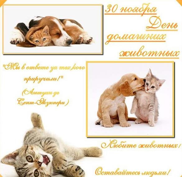 Всемирный день домашних животных 30 ноября   картинки на праздник (11)