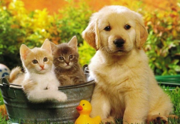 Всемирный день домашних животных 30 ноября   картинки на праздник (15)