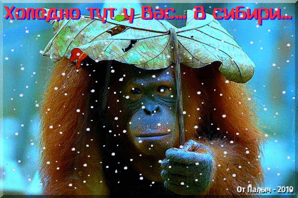 День Сибири 8 ноября 2021 год   картинки и открытки (7)