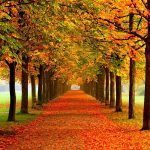 Как осень влияет на деревья?